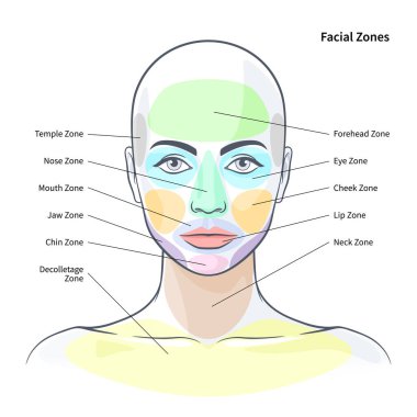 Yüz kozmetik bölgeleri diyagramı. Cilt vektör illüstrasyonunda sağlık bölgeleri