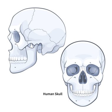 İnsan anatomisi kafatası ön ve yan görünüme bakıyor. Beyaz arkaplanda çene vektör illüstrasyonuna sahip kafatasları