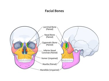 Yüz kemikleri, insan kafatası diyagramının ön ve yan görüntüsü. Etiketli tıbbi şema vektörü illüstrasyonuyla iskelet anatomisi