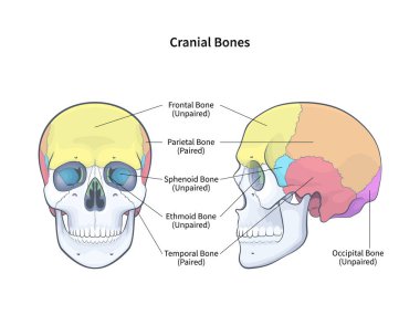 Kafatasının yan ve ön taraflarında insan kafatası çizgisi çizimi olan kafatası kemikleri. Etiketli tıbbi şema vektörü illüstrasyonuyla iskelet anatomisi