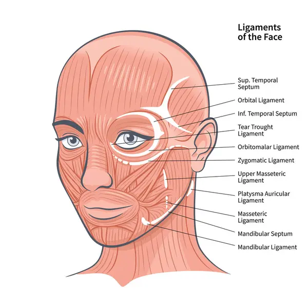 Kadın Yüzü Bağlarının Fonksiyonel Anatomisi Kas Şeması Portre Resimleri