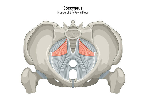 Muscle of the Pelvic Floor anatomical diagram. Pubococcygeus, Iliococcygeus, Puborectalis, Obturator, Coccygeus, Piriformis muscles vector illustration