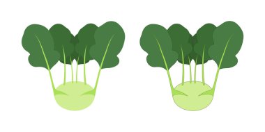 İki renkli kohlrabi, sebze, yapraklar..