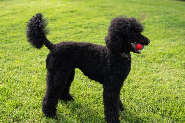 Yeni Xbox serisi X konsolunda oynamak için Joystick denetleyici. Tarragona, İspanya - 20 Eylül 2022