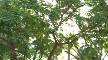 Ağaçtaki yeşil yaprakların bulanık arkaplanı ve güneş ışığı.