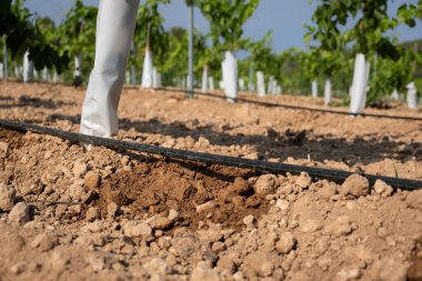 Drip irrigation close-up on a field with young grapes.