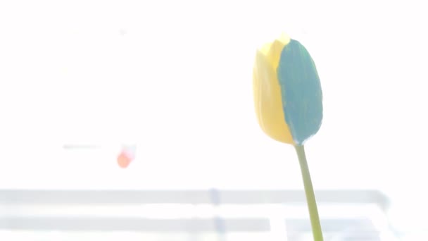 Enfant Tient Une Fleur Tulipe Jaune Bleu Dans Les Mains — Video