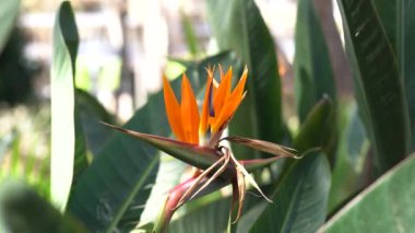 Strelitzia çiçeği yaklaş. Yaz güneşli bir gün.