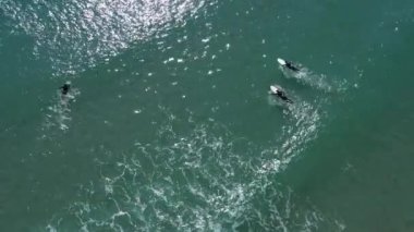 Sörfçüler denizde yüzer. Yukarıdan ateş ediliyor.