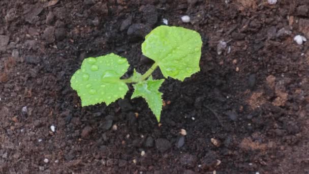 Green Cucumber Seedling Water Drops Green Leaves Ground Close Top — Stock Video