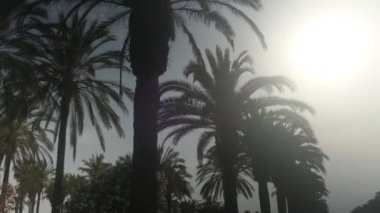 Güneşli mavi gökyüzünün altından geçen palmiye ağaçlarının manzarası.