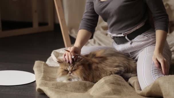 猫を連れた若い女の子の芸術家 猫のクローズアップを打つ — ストック動画