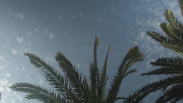 Widok Palm Przechodzących Pod Słonecznym Błękitnym Niebem — Wideo stockowe