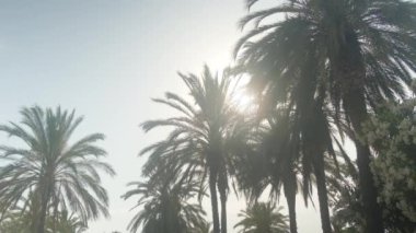 Güneşli mavi gökyüzünün altından geçen palmiye ağaçlarının manzarası.