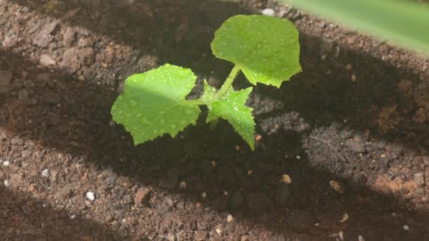 Yeşil Salatalık Tohumu Yeşil Yapraklar Üzerinde Damlası Ile Yakın Plan — Stok video