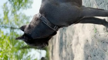 Köpek cins Cane Corso. dikey video.