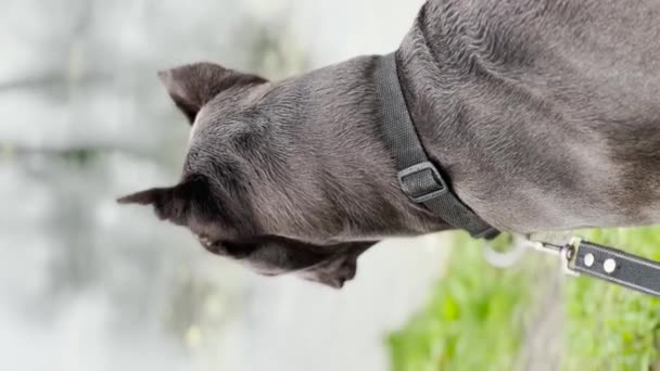 Pies Hoduje Cane Corso Przed Deszczem Pionowe Wideo — Wideo stockowe