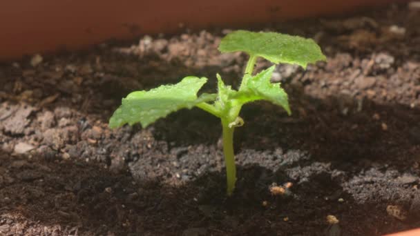 Yeşil Salatalık Tohumu Yeşil Yapraklar Üzerinde Damlası Ile Yakın Plan — Stok video