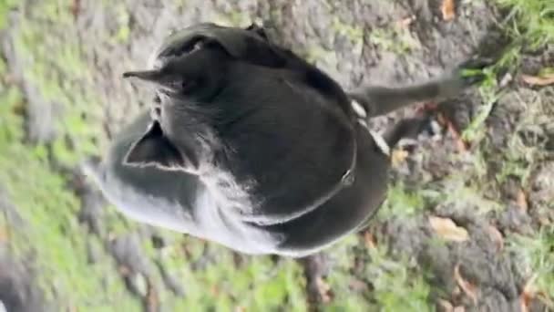 Pies Hoduje Cane Corso Przed Deszczem Pionowe Wideo — Wideo stockowe