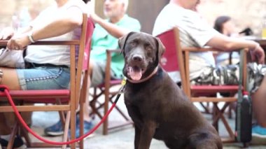 Kafedeki köpek sahiplerinin yanında tasmalı oturuyor..