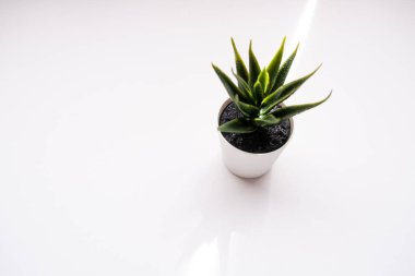 Beyaz arka plan manzaralı bir tencerede küçük bir sansevieria. Boşluğu kopyala.