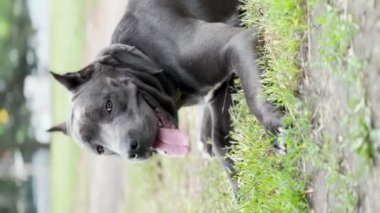 Köpek cins Cane Corso. dikey video.