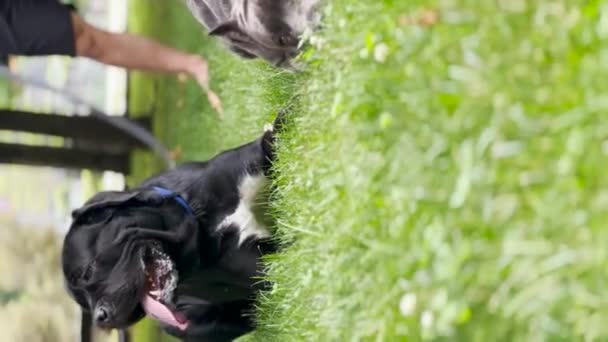 Собака Розводить Тростину Корсо Вертикальне Відео — стокове відео