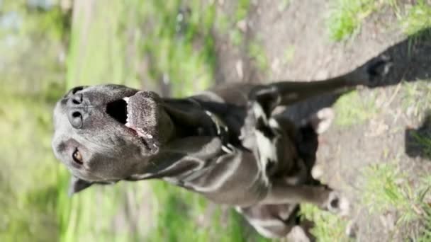 Caña Raza Canina Corso Vídeo Vertical — Vídeos de Stock