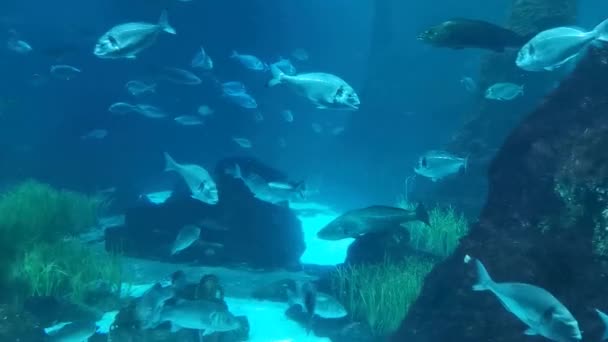 Uma Escola Peixes Tubarão Debaixo Água Vida Marinha Oceânica — Vídeo de Stock