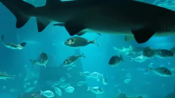 물고기와 상어의 — 비디오