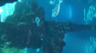 Okyanusta güneş ışığı olan bir balık sürüsü. Dikey video.