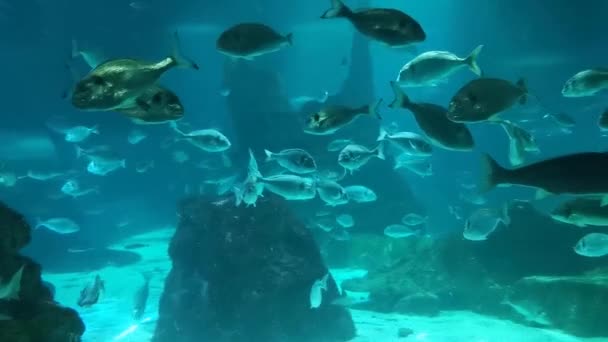 魚の学校とサメが水中にいる 海洋生物について — ストック動画