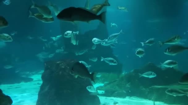 Ένα Κοπάδι Ψάρια Και Έναν Καρχαρία Κάτω Από Νερό Θαλάσσια — Αρχείο Βίντεο