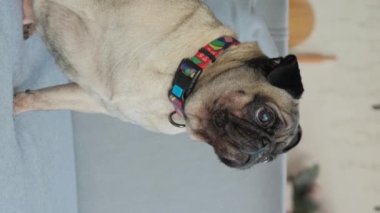 Dikey video. Kanepede sevimli bir pug. Yakın plan..