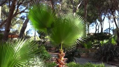 Yaz bahçesinde küçük bir palmiye ağacının yaprakları..