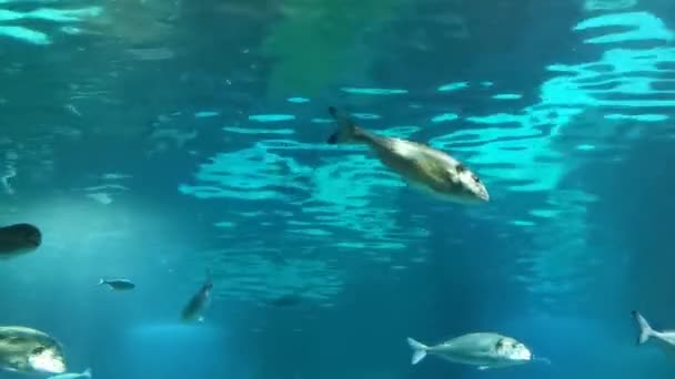 Ένα Κοπάδι Ψάρια Και Έναν Καρχαρία Κάτω Από Νερό Θαλάσσια — Αρχείο Βίντεο
