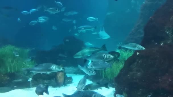 Σχολείο Ψαριών Κάτω Από Νερό Ήλιο Στον Ωκεανό Κάθετη Βίντεο — Αρχείο Βίντεο