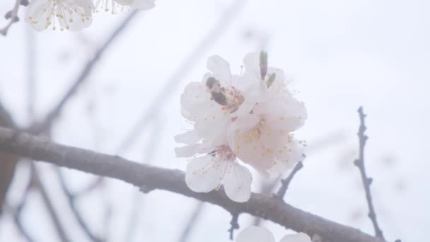 Zpomalená Včela Přistane Kvetoucím Stromě Jaře — Stock video