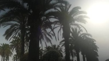 Güneşli mavi gökyüzünün altından geçen palmiye ağaçlarının manzarası.