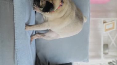 Dikey video. Kanepede sevimli bir pug. Yakın plan..