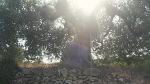 Old Olive Tree Summer Sunny Day — Wideo stockowe
