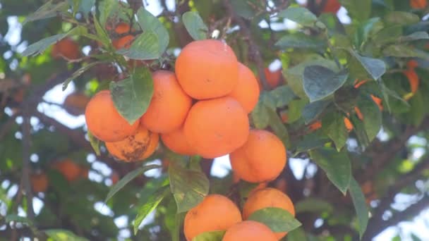 Tangerines Een Boom Close — Stockvideo