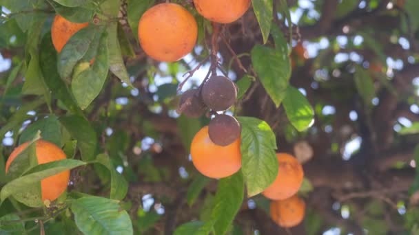 Árbol Mandarina Con Enfermedades Fúngicas — Vídeo de stock