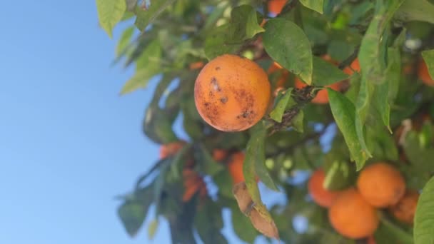 Albero Mandarino Con Malattie Fungine — Video Stock