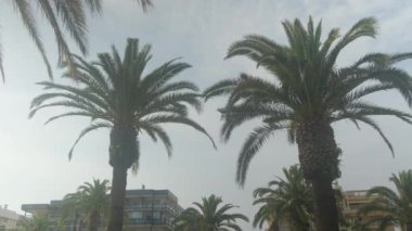 Güneşli mavi gökyüzünün altından geçen palmiye ağaçlarının manzarası.