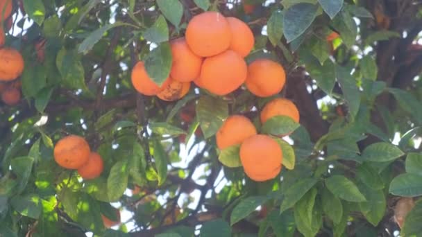 Mandarinenbaum Mit Pilzerkrankungen — Stockvideo