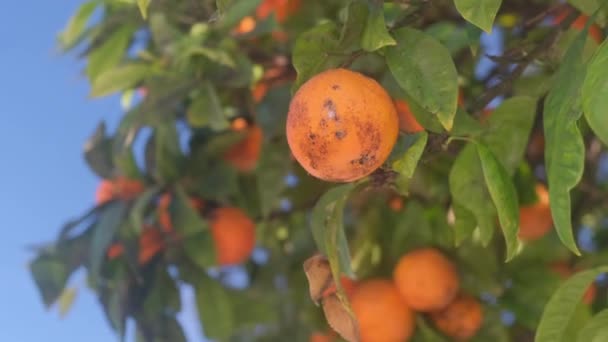 Tangerine Boom Met Schimmelziekten — Stockvideo