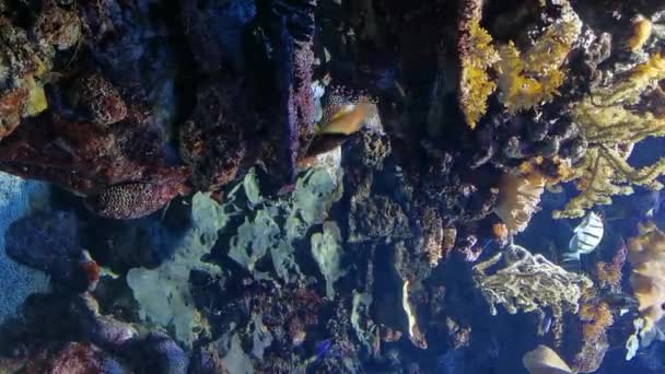Hermosos Jardines Coral Muchos Peces Nadan Alimentan Mar Azul Claro — Vídeo de stock