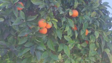 Mantar hastalıklı mandalina ağacı