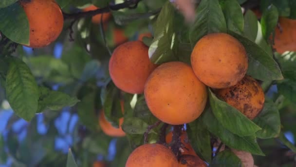 Tangerine Boom Met Schimmelziekten — Stockvideo